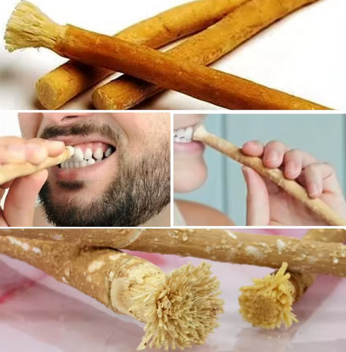 NaturalMiswak® – The Original Natural Toothbrush