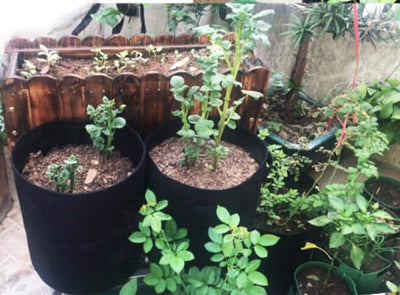 Easy Access Potato Planting Bag - TumTum