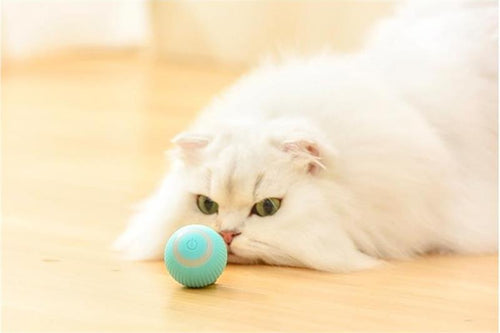 RollingPurr ™